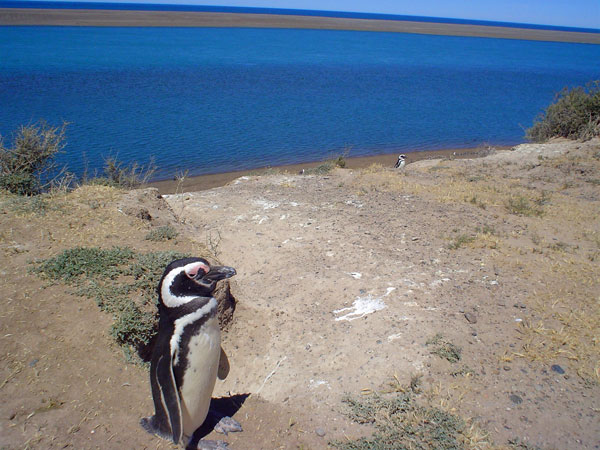 Peninsula Valdes, Pinguino di magellano