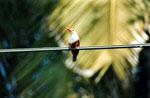 Santiago Capo Verde passerino specie endemica