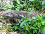 Maria-La-Gorda-Iguana