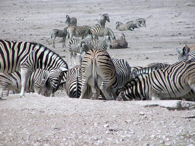 Etosha, una bevuta