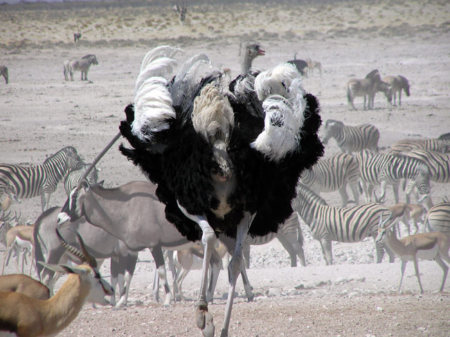 Etosha, a spasso tra la folla