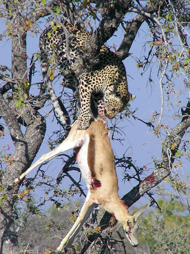 Etosha, il pasto della belva