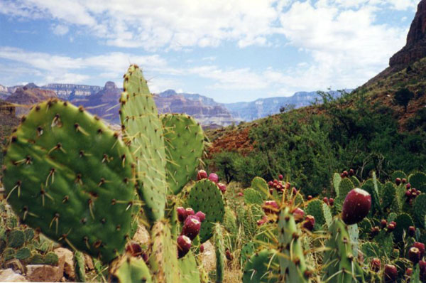 Arizona - Grand-Canyon, fichi