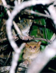 Sulawesi - Tangkoko, Tarsius