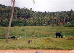 dintorni di Kovalam