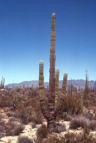 Baja California Deserto