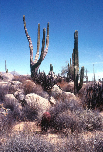 Baja California Deserto