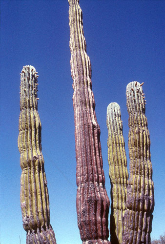 Baja California Deserto