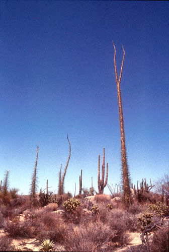 Baja California Deserto