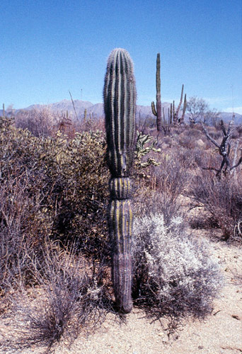 Baja California Deserto