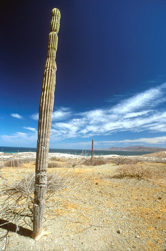 Playa Tecolote