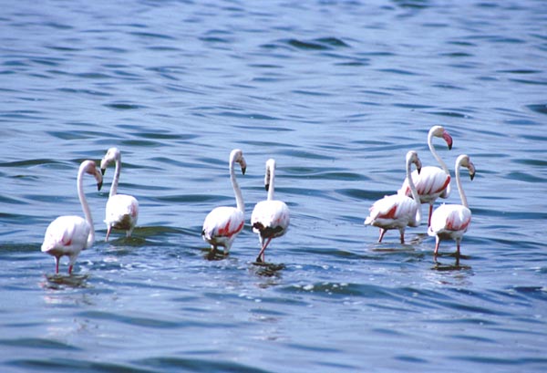 Fenicotteri walvis bay