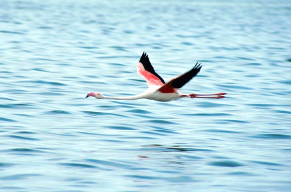 Walvis Bay fenicottero