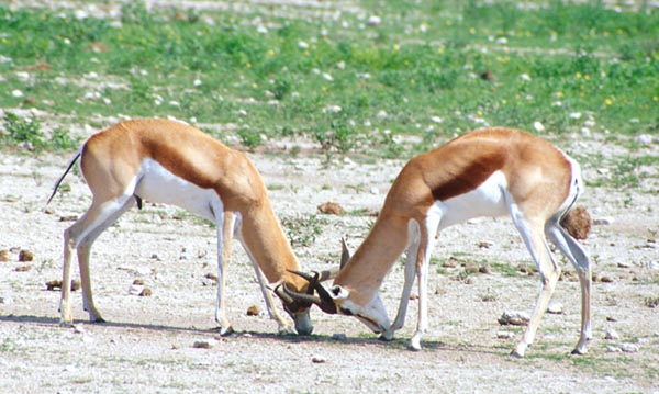 Springbok Etosha