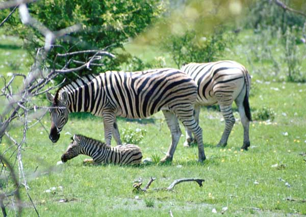 Zebre Etosha