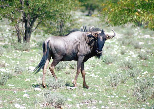 Gnu