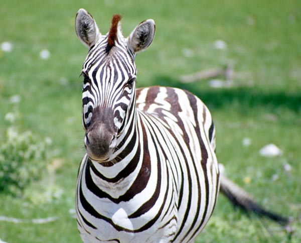 Zebra