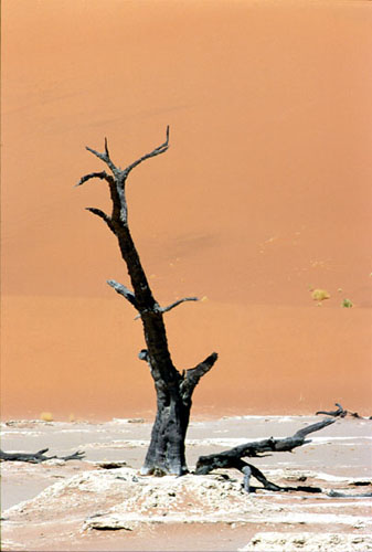 dead vlei