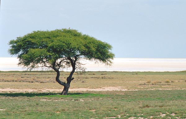 Etosha Pan