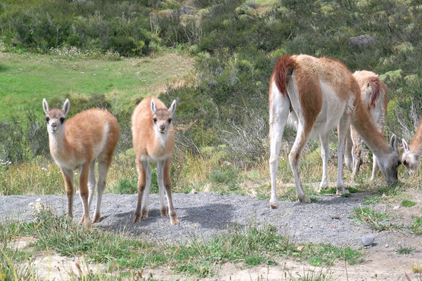 Guanaco