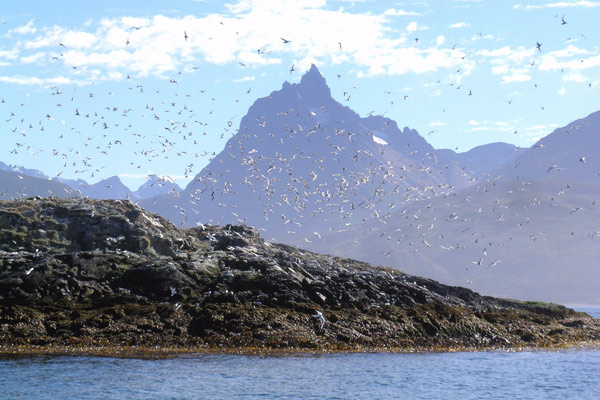 Canale di Beagle -Isla de los Pajaros