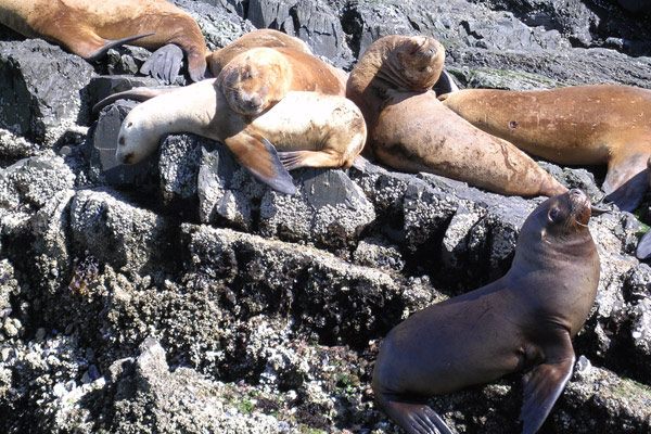 Canale di Beagle - Lobos marino