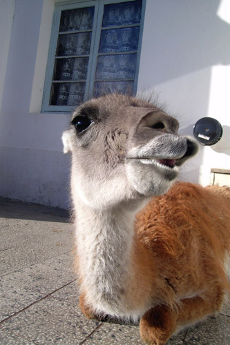 Guanaco