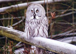 Skansen gufo